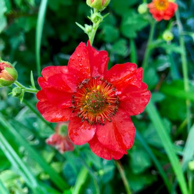 Geum 'Mrs J. Bradshaw' syn. Geum chiloense 'Mrs J. Bradshaw'