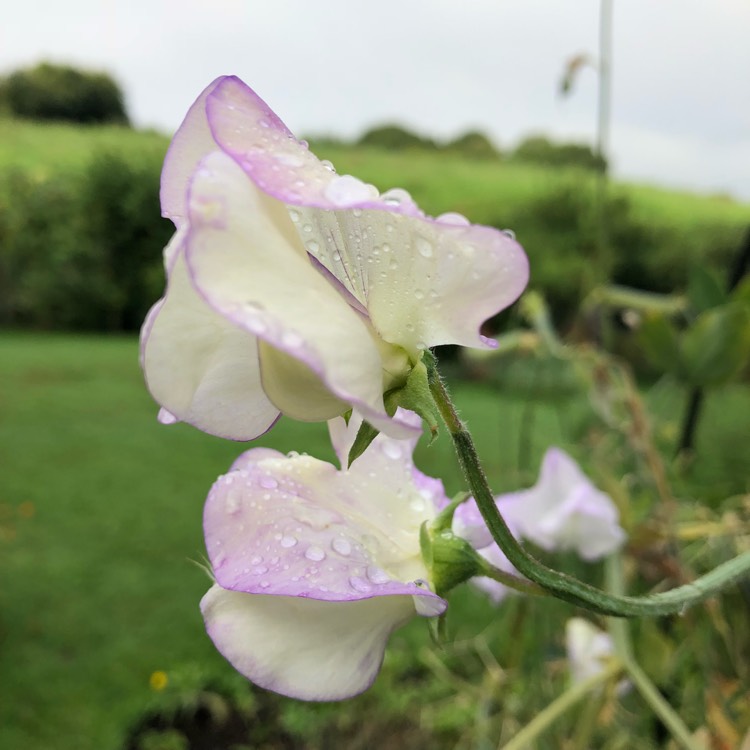 Plant image Lathyrus Odoratus 'Chatsworth'