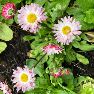 Rhodanthe chlorocephala subsp. rosea 'Brilliant Rose' syn. Helipterum roseum 'Brilliant Rose', Acroclinium roseum 'Brilliant Rose'