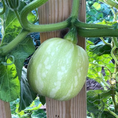 Cucurbita moschata 'Hawk'