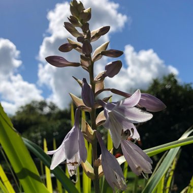 Hosta 'Regal Splendor'