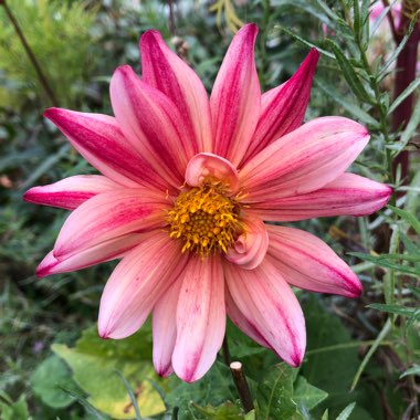 Dahlia 'Mingus Toni'