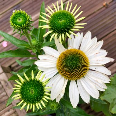 Echinacea 'Apecssiwh' (Sunseekers Series) syn. Echinacea 'Sunseekers White'