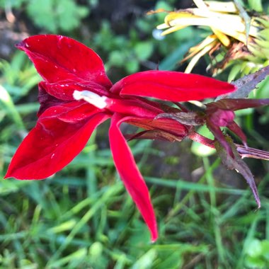 Lobelia cardinalis 'Queen Victoria'