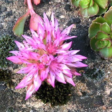 Sedum Spurium 'Red Carpet'