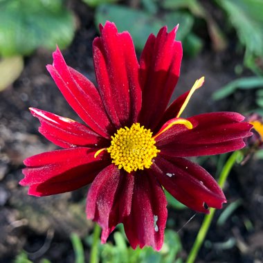 Coreopsis