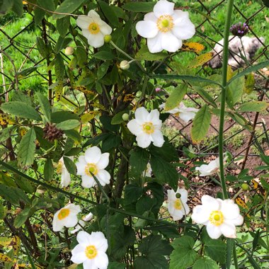 Anemone x hybrida 'Honorine Jobert'