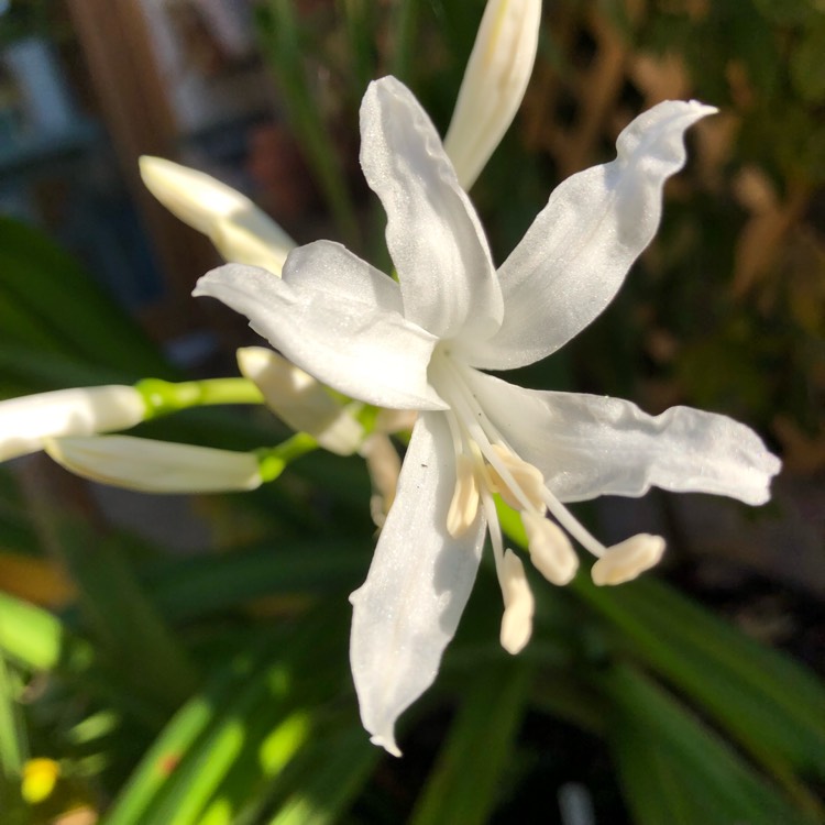 Plant image Nerine bowdenii 'Alba'