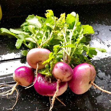 Brassica Rapa subsp. Rapa 'Purple Top Milan'