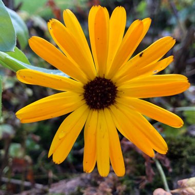 Calendula officinalis 'Art shades Mix'