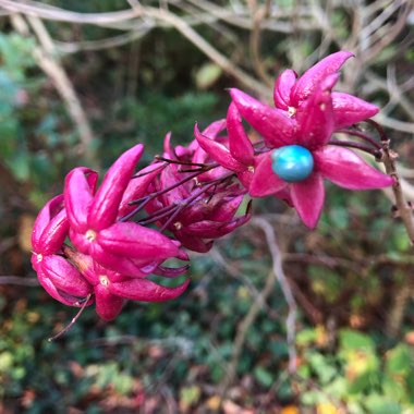 Clerodendrum trichotomum