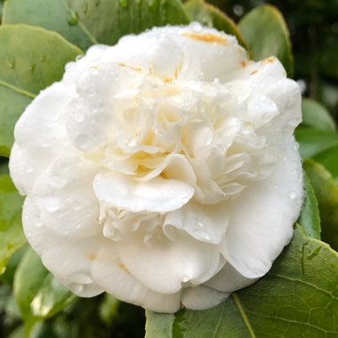 Camellia x williamsii 'Jury's Yellow'