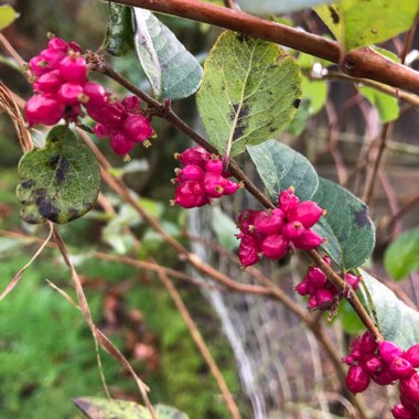 Symphoricarpos orbiculatus 'Coralberry'