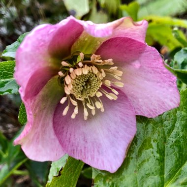 Helleborus x hybridus 'Ashwood Garden Hybrids'