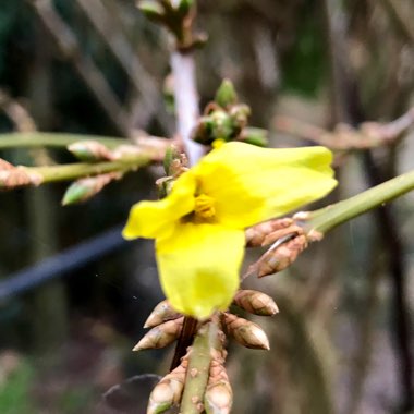 Forsythia x intermedia