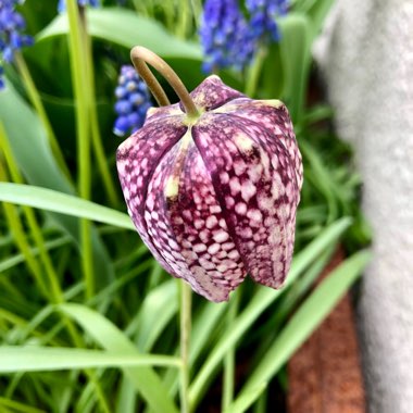 Fritillaria meleagris