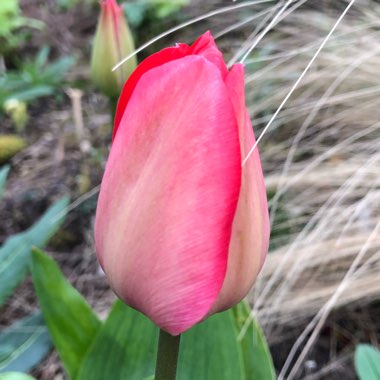 Tulipa