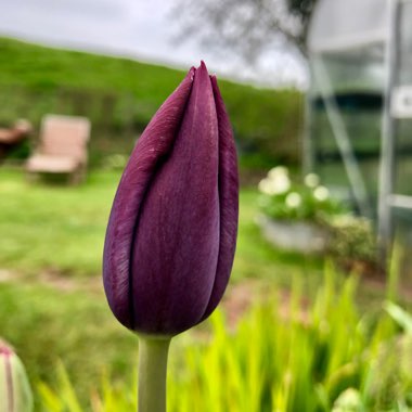 Tulipa 'Queen of Night'