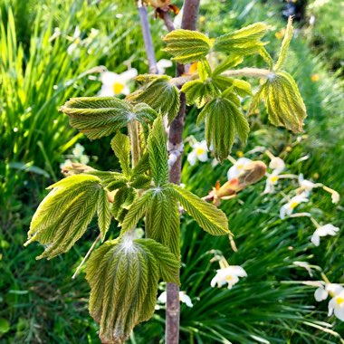 Aesculus hippocastanum