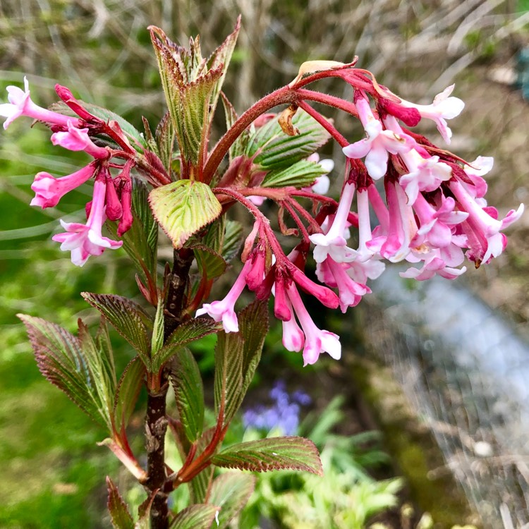 Plant image Viburnum x bodnantense 'Charles Lamont'