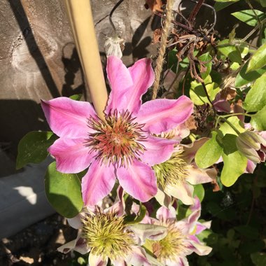 Clematis 'Josephine' (Evijohill)