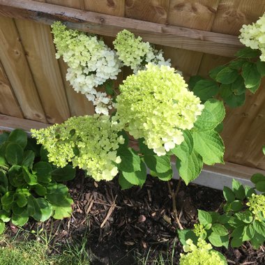 Hydrangea 'Limelight'