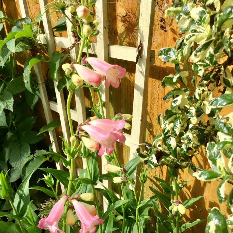 Plant image Penstemon 'Apple Blossom'