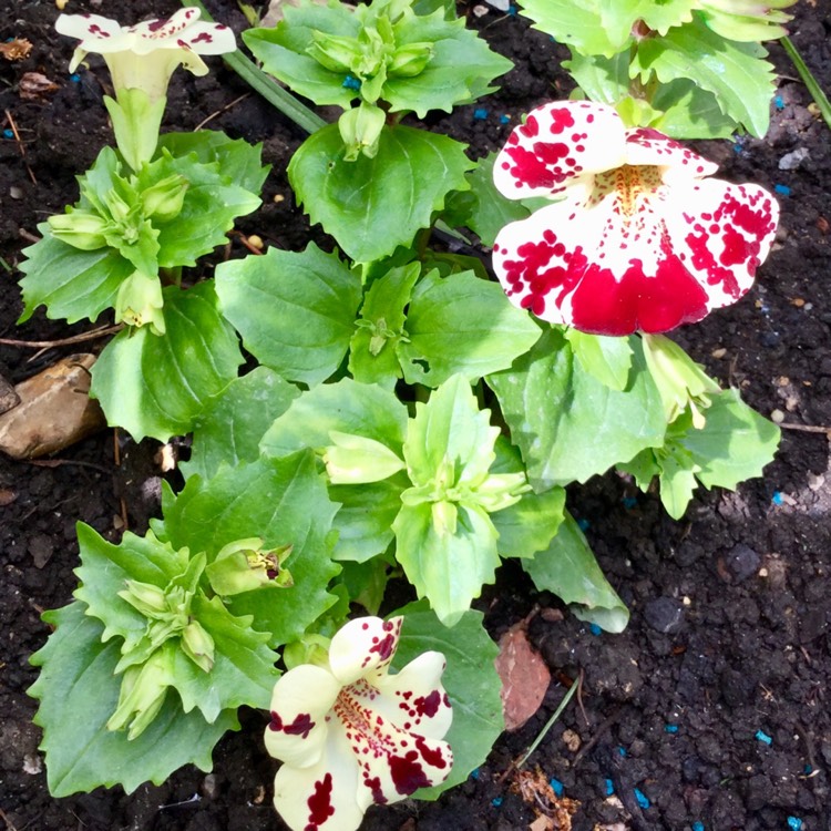 Plant image Mimulus tigrinus grandiflorus