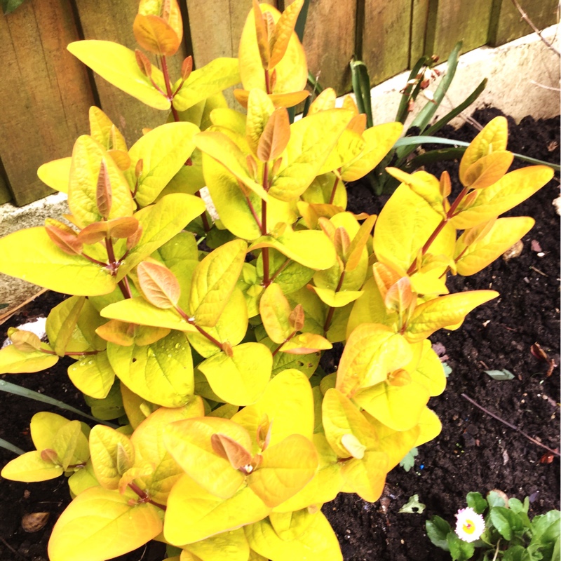 Plant image Hypericum x inodorum 'Magical Sunshine'