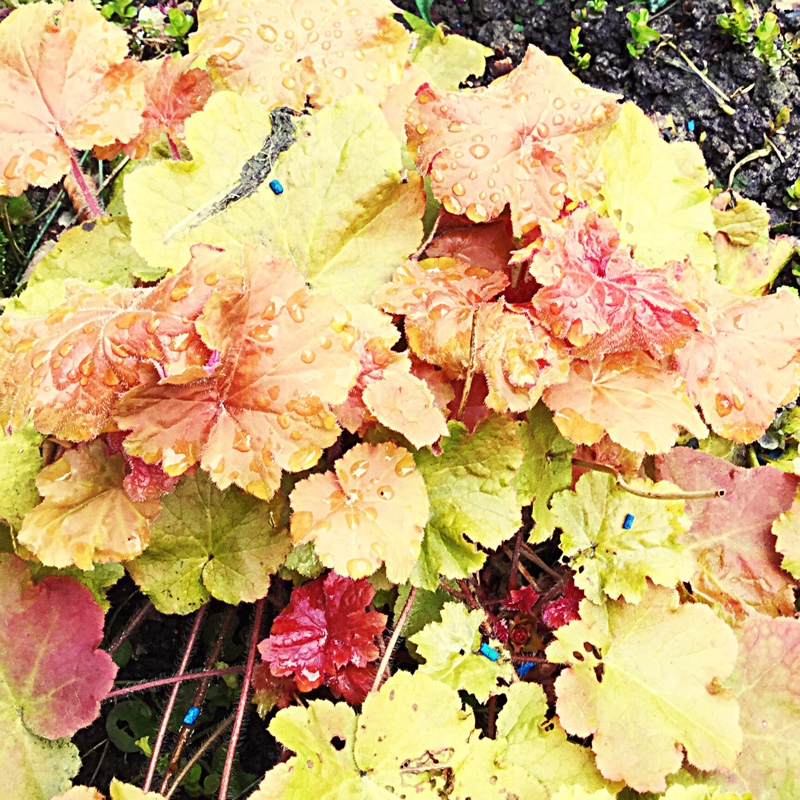 Plant image Heuchera 'Tangerine Wave' (Fox Series)