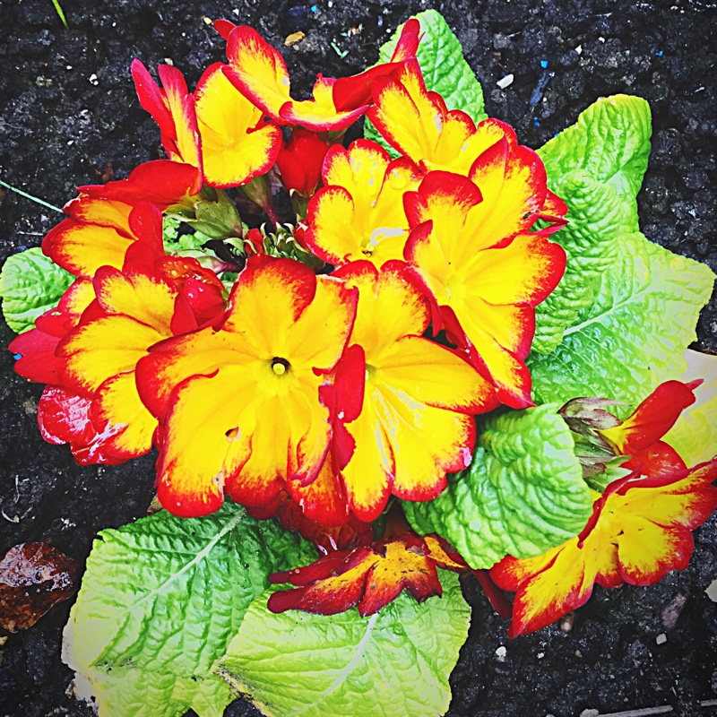 Plant image Primula Polyantha 'Fire dragon'