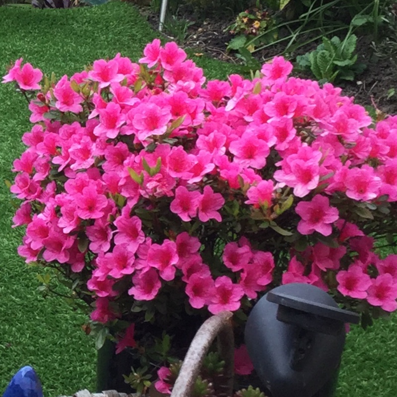 Plant image Rhododendron obtusum 'Silvester'