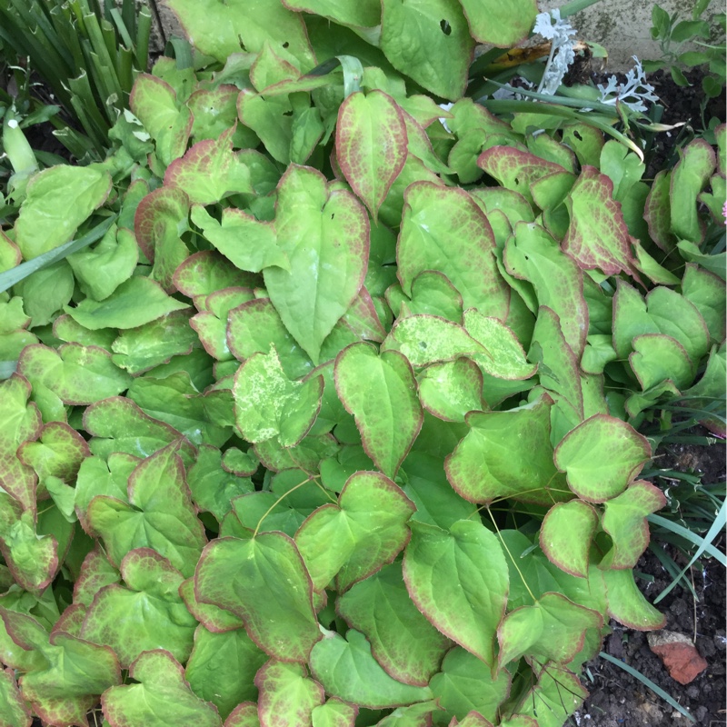 Plant image Epimedium x rubrum