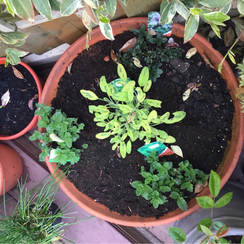 Plant image Mentha spicata var. crispa 'Moroccan'