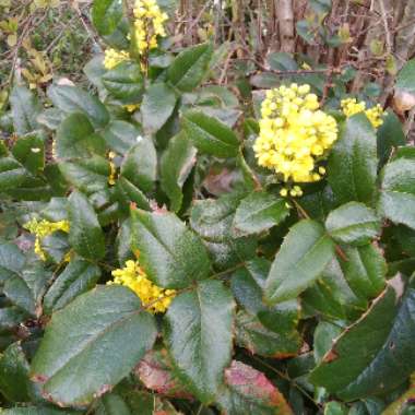 Mahonia 'Winter Sun'