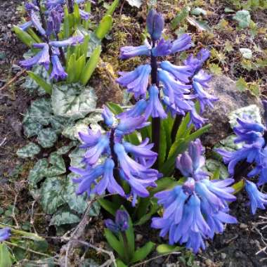 Hyacinth 'Delft Blue'