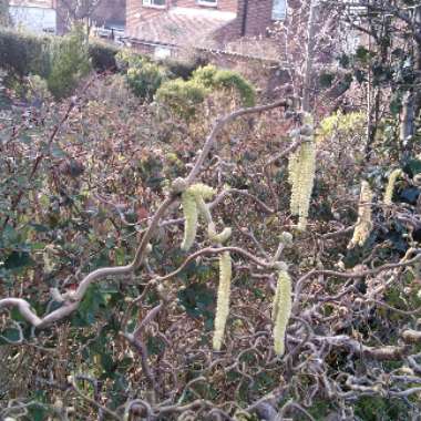 Corkscrew Hazel 'Contorta'