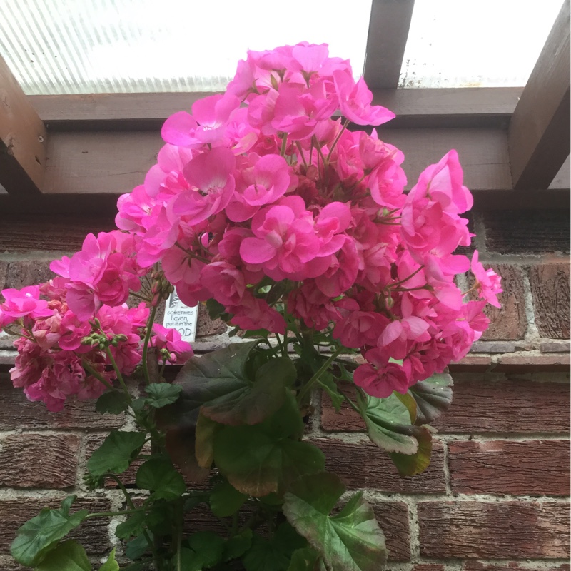 Plant image Pelargonium 'Bold Ann'