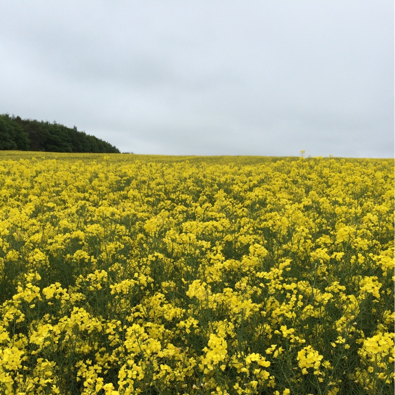 Plant image Brassica napus