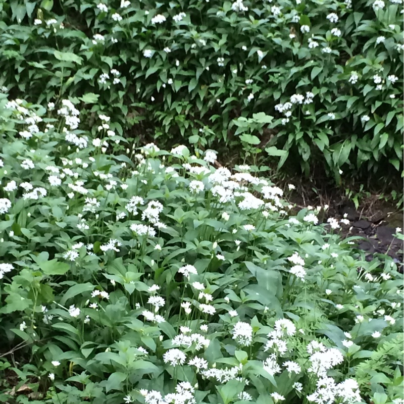 Allium (Species) Wild Garlic