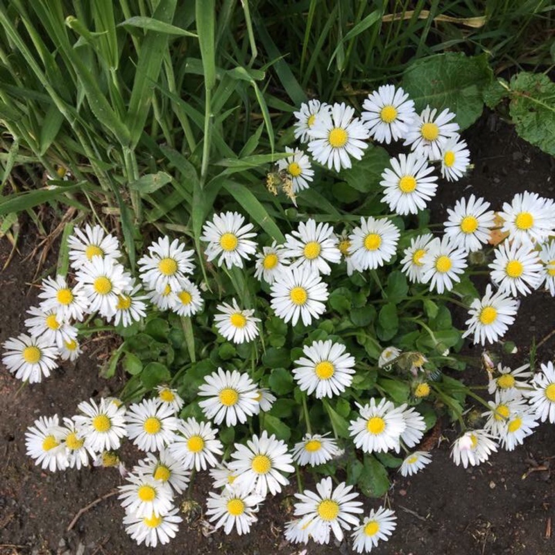 Shasta Daisy 'Phyllis Smith'