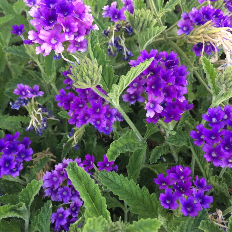 Verbena (Bedding)