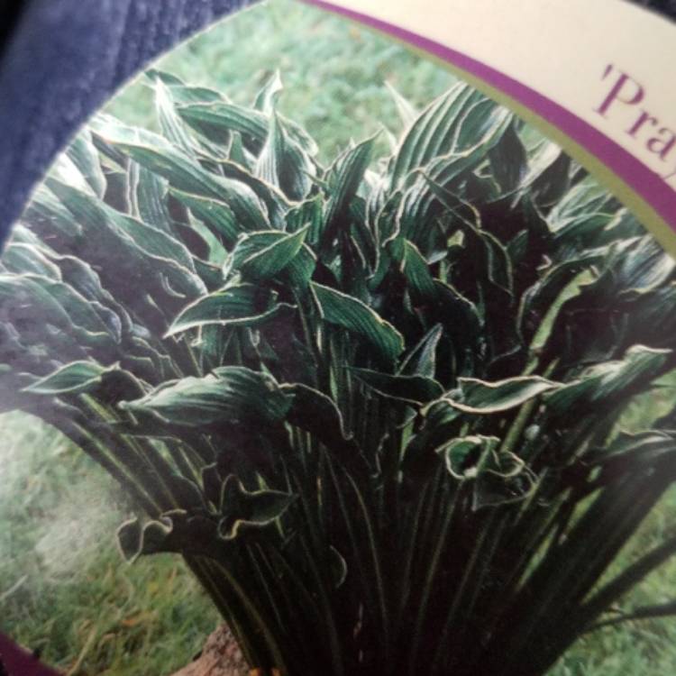 Plant image Hosta 'Praying Hands'