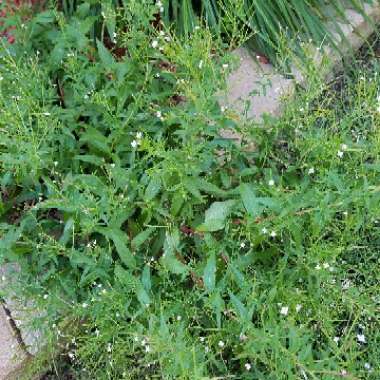 Carole's garden