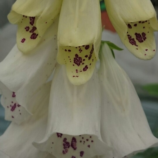 White foxglove