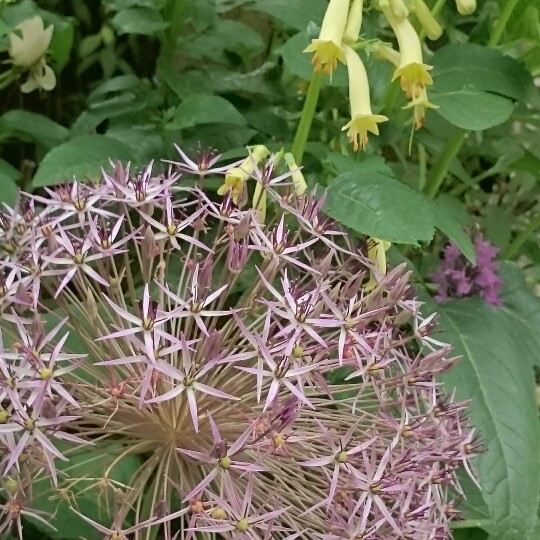 Allium