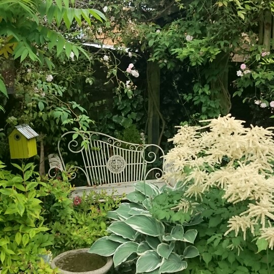 Carole's garden