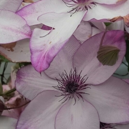 Clematis (Pruning Group 2 - Large Flowering Cultivars)