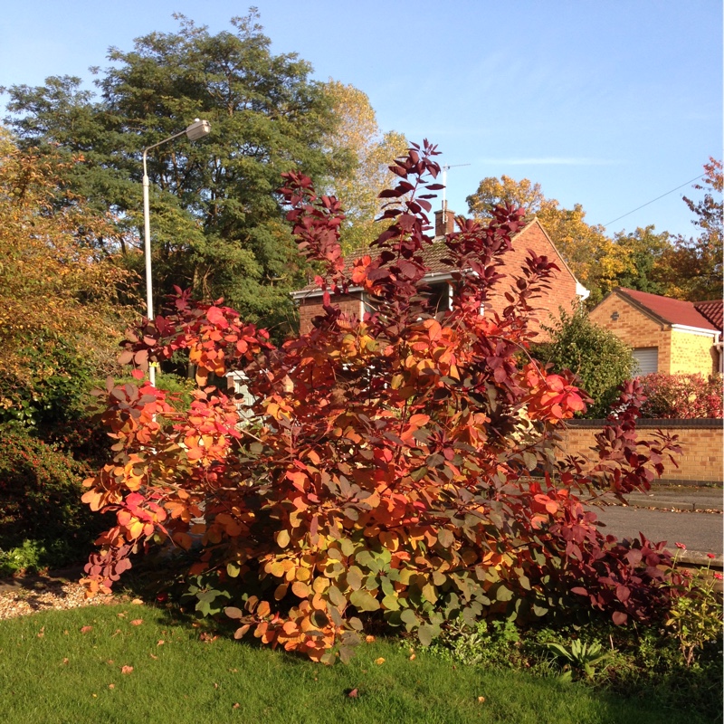 Smoke Bush 'Grace'