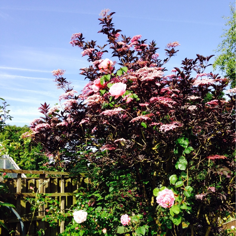 Elder 'Black Lace'